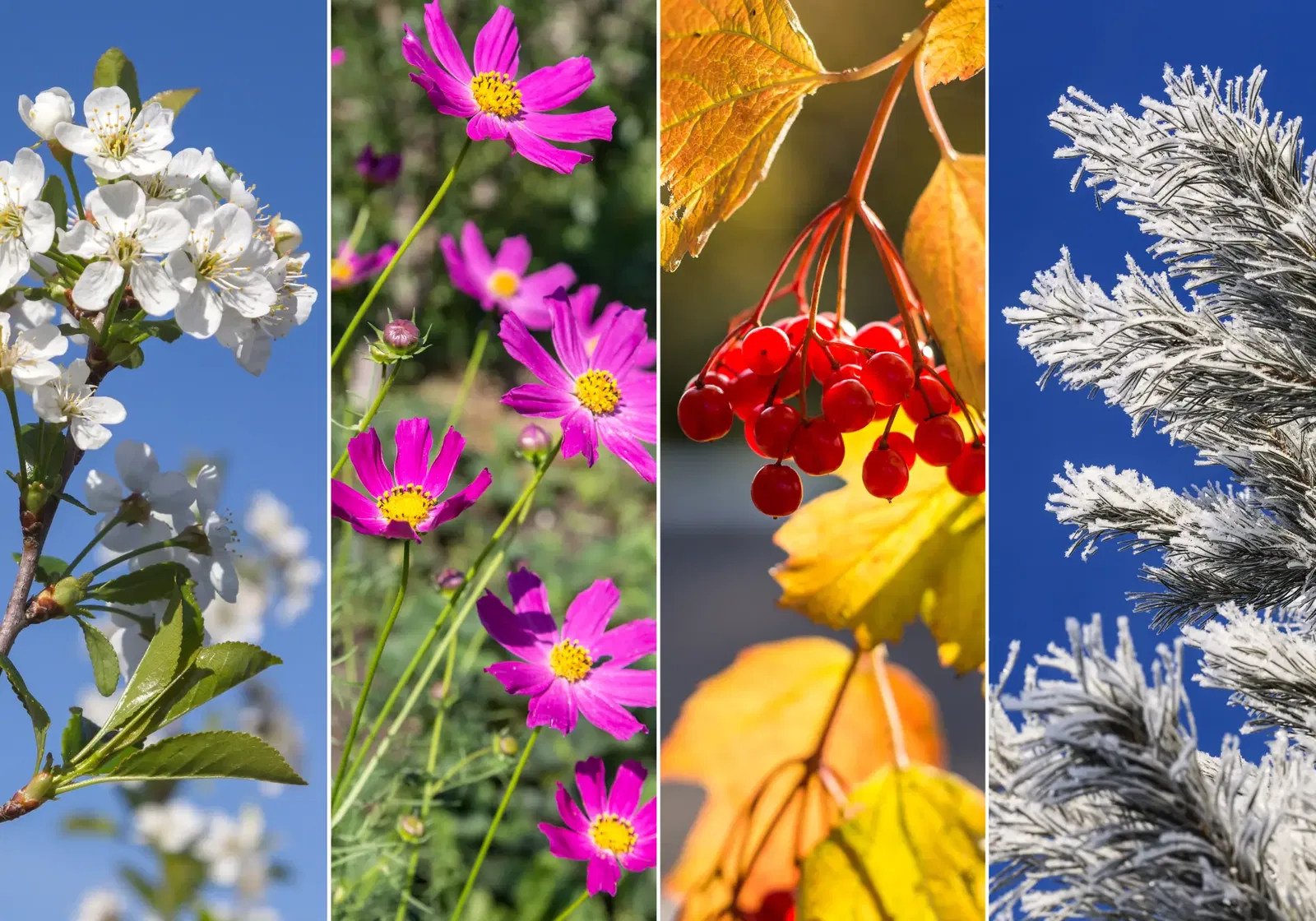 Gartenkalender - Collage 4 Jahreszeiten