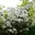 Ramblerrosen Ramblerrosen