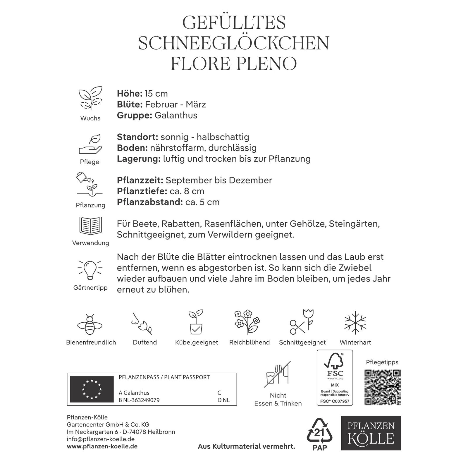 Schneeglöckchen (Galanthus Flora Pleno) gefüllt, weiß, 7 Blumenzwiebeln
