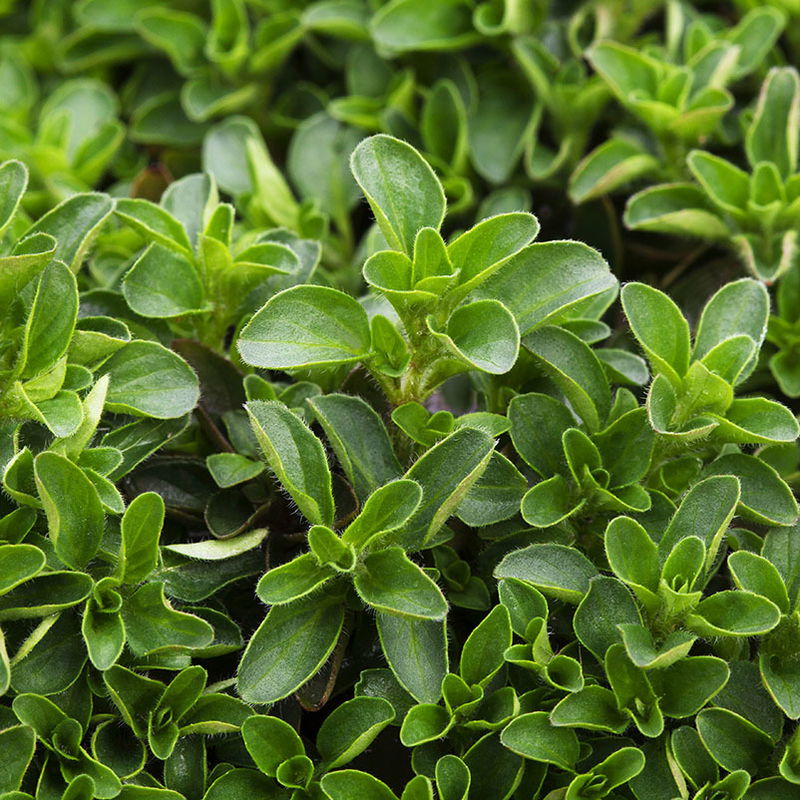 Bio Oregano TopfØ 12 cm online kaufen PflanzenKölle
