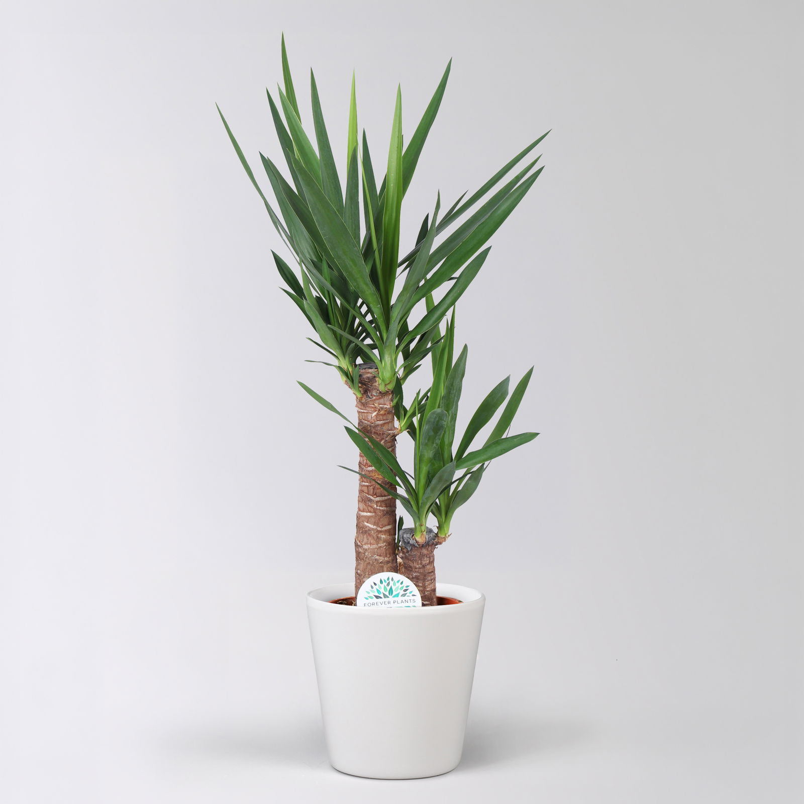 Palmlilie in Topf Dallas, Topf-Ø 17 cm, Höhe ca. 60-80 cm