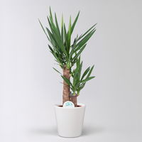 Palmlilie in Topf Dallas, Topf-Ø 17 cm, Höhe ca. 60-80 cm