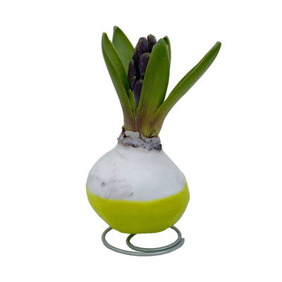 Hyazinthe in Wachs, Wachs und Blüte zufällig, grün, 4 Stück Hyazinthe in Wachs, Wachs und Blüte zufällig, grün, 4 Stück