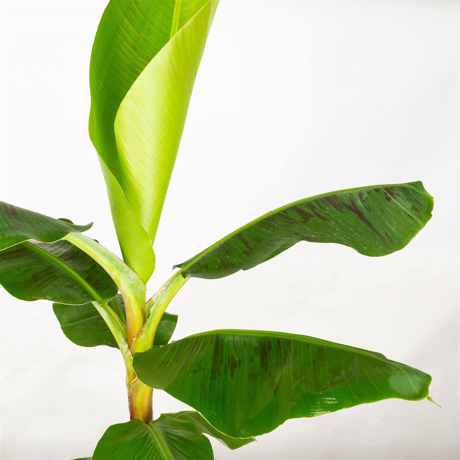 Bananenpflanze 'Dwarf Cavendish' im Korb Gaby, Topf-Ø 21 cm, H: ca. 60-80 cm
