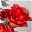 Blumenbund aus Amaryllis 'Red Nymph' gefüllt & Eukalyptus,inkl. gratis Grußkarte