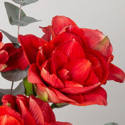 Schnittblumen-Mix aus 3 rot gefüllten Amaryllis & 3 Eukalyptus Schnittblumen-Mix aus 3 rot gefüllten Amaryllis & 3 Eukalyptus