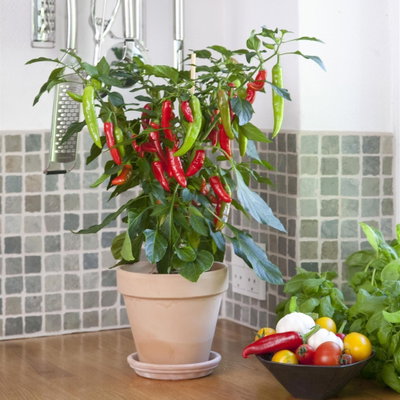 Blu Bio Chilipflanze Zwerg-Chili, Topf-Ø 12 cm, 3er Set Blu Bio Chilipflanze Zwerg-Chili, Topf-Ø 12 cm, 3er Set