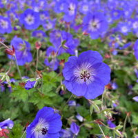 Storchschnabel 'Rozanne'®, violett, Topf 11x11 cm, 3 Pflanzen Storchschnabel 'Rozanne'®, violett, Topf 11x11 cm, 3 Pflanzen