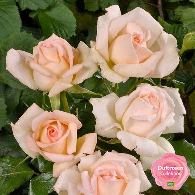 Duftende Edelrose 'Chandos Beauty'®, cremeaprikot, Topf 5 Liter, 4 Pflanzen Duftende Edelrose 'Chandos Beauty'®, cremeaprikot, Topf 5 Liter, 4 Pflanzen