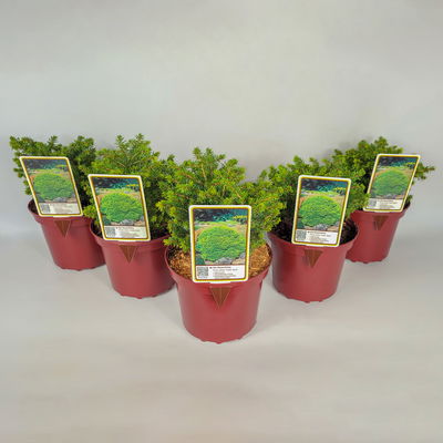 Kissenfichte 'Little Gem', Höhe 15-20 cm, Topf 2 Liter, 5er-Set Kissenfichte 'Little Gem', Höhe 15-20 cm, Topf 2 Liter, 5er-Set
