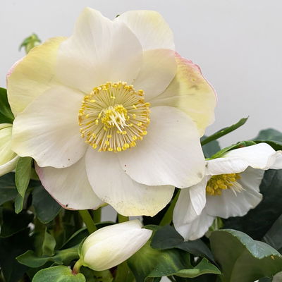 Christrose 'HGC® Wintergold®' weiß, Topf-Ø 17 cm Christrose 'HGC® Wintergold®' weiß, Topf-Ø 17 cm