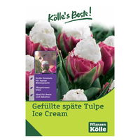 Gefüllte späte Tulpen Ice Cream weiß/rosa, 5 Blumenzwiebeln