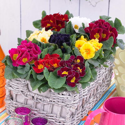 Primel bunt, Farben zufällig, Topf-Ø 10,5 cm, 8 Pflanzen Primel bunt, Farben zufällig, Topf-Ø 10,5 cm, 8 Pflanzen