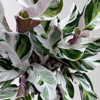 Calathea 'Fusion White', Topf-Ø 14 cm, Höhe ca. 30 cm