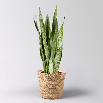 Bogenhanf im Korbübertopf Osaka Topf-Ø 21 cm, Höhe ca. 80 cm Bogenhanf im Korbübertopf Osaka Topf-Ø 21 cm, Höhe ca. 80 cm