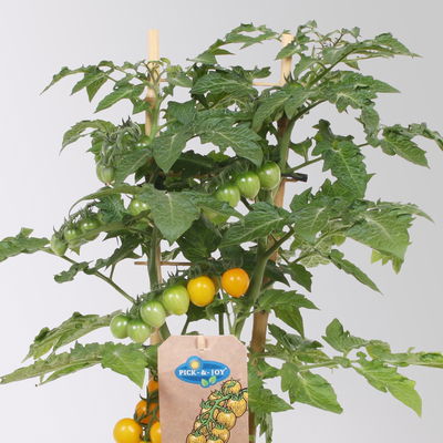 Tomatenpflanzen 'Pick-&-Joy® Candytom Yellow', Topf-Ø 14 cm, 2 Pflanzen