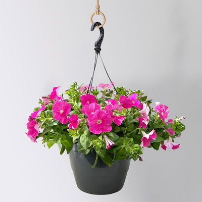 Petunie, magenta, hängend, Ampeltopf-Ø 25/27 cm