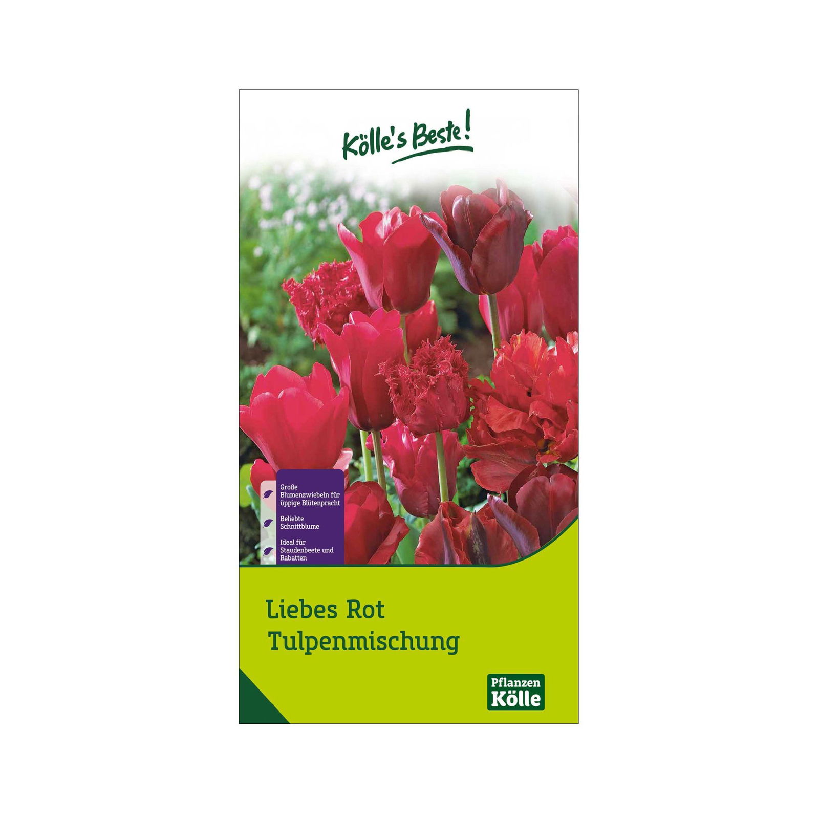 Tulpenmischung 'Liebes Rot', Größe 12+, 20 Blumenzwiebeln