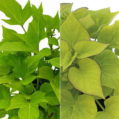 Süßkartoffel, helllaubig, Zierform, Topf-Ø 12 cm. 6 Pflanzen