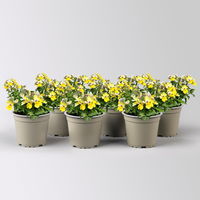 Nemesie, gelb, Topf-Ø 12 cm, 6 Pflanzen