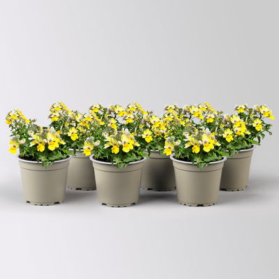 Nemesie, gelb, Topf-Ø 12 cm, 6 Pflanzen Nemesie, gelb, Topf-Ø 12 cm, 6 Pflanzen