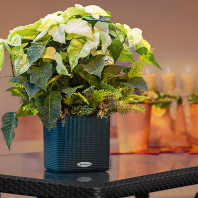 Lechuza 'Cube Color 16', schiefergrau, ca. 17 x 17 x H 16 cm