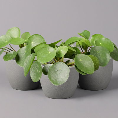 Pilea peperomioides, Topf-Ø 12 cm, Höhe ca. 20 cm, 3er-Set Pilea peperomioides, Topf-Ø 12 cm, Höhe ca. 20 cm, 3er-Set