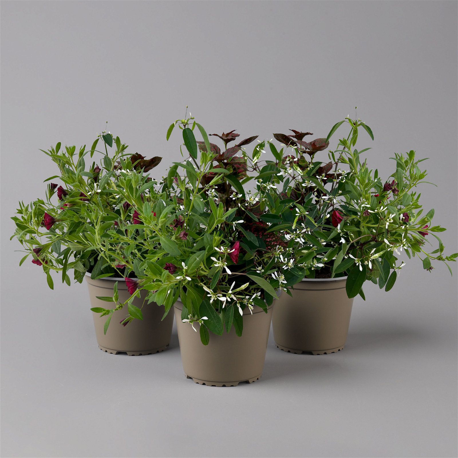 Balkonpflanzen-Trio rot-weiß, Topf-Ø 12/13 cm, 3er-Set