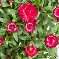Strohblume, pinkrot, Topf- Ø 15 cm, 3 Pflanzen