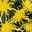 Chrysantheme 'Chrysanne® Fireworks Yellow', gelb, Topf-Ø 13 cm, 3 Pflanzen
