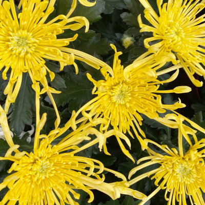 Chrysantheme 'Chrysanne® Fireworks Yellow', gelb, Topf-Ø 13 cm, 3 Pflanzen Chrysantheme 'Chrysanne® Fireworks Yellow', gelb, Topf-Ø 13 cm, 3 Pflanzen