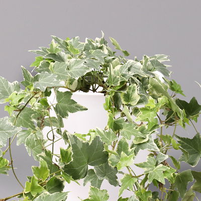 Hedera helix 'Variegata' in Keramiktopf Dallas weiß, Topf-Ø 12/13 cm, 3er-Set