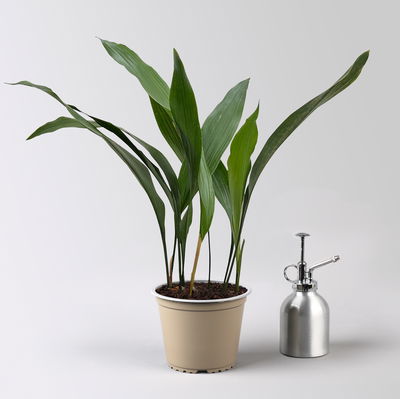 Schusterpalme, Topf-Ø 14 cm, Höhe ca. 50 cm Schusterpalme, Topf-Ø 14 cm, Höhe ca. 50 cm