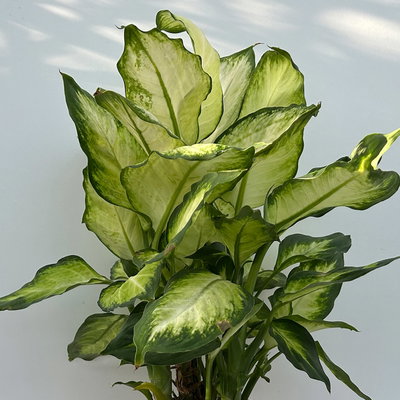 Dieffenbachie 'Camilla', Topf-Ø 17cm, Höhe ca. 50-60 cm, 2 Pflanzen