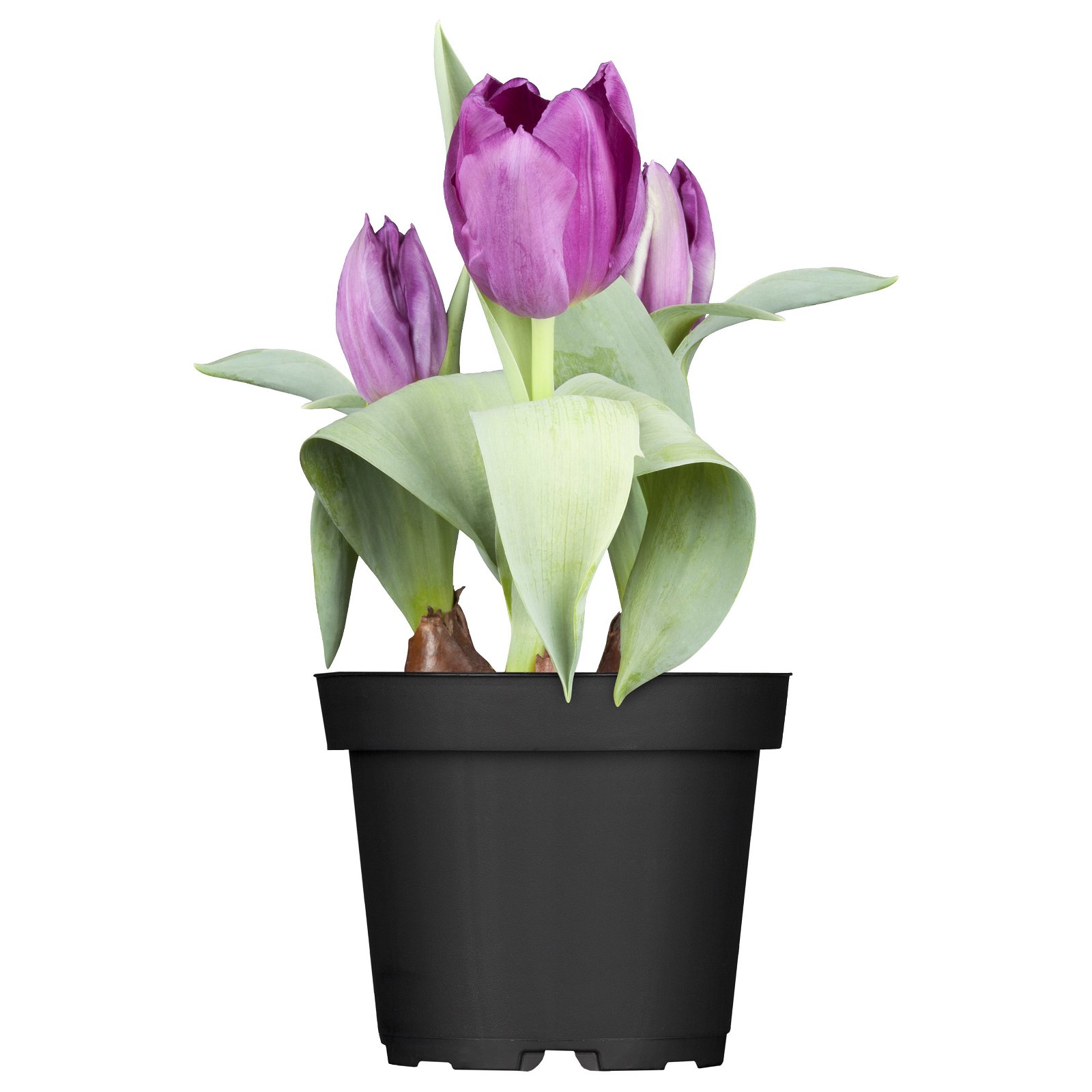 Tulpe, lila, Sorte zufällig, vorgetrieben, Topf-Ø 10 cm, 6er-Set