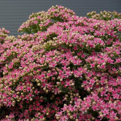 Fetthenne hellrosa, Topf Ø 12 cm, 3 Pflanzen