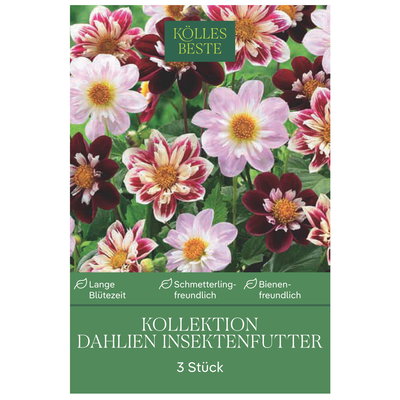 Kölles Beste Saatgutmischung Dahlien Insektenfutter, 3 Blumenknollen