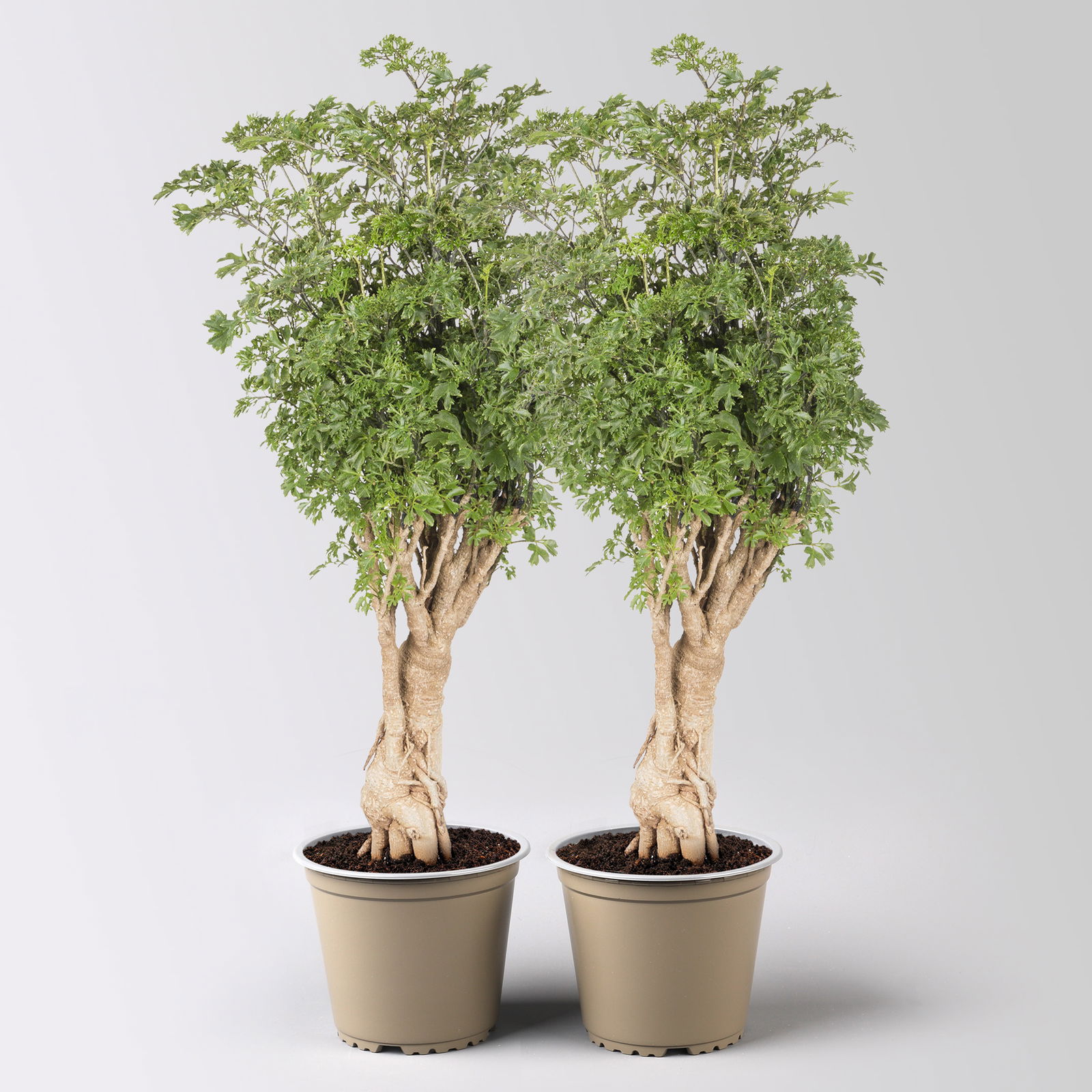 Polyscias fruticosa 'Hawaiian Ming', Topf-Ø 12 cm, Höhe ca. 60 cm, 2 Pflanzen