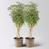 Polyscias fruticosa 'Hawaiian Ming', Topf-Ø 12 cm, Höhe ca. 60 cm, 2 Pflanzen