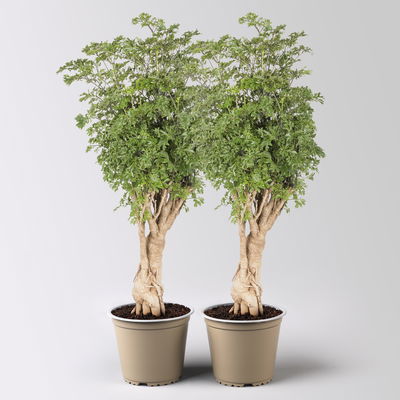 Polyscias fruticosa 'Hawaiian Ming', Topf-Ø 12 cm, Höhe ca. 60 cm, 2 Pflanzen