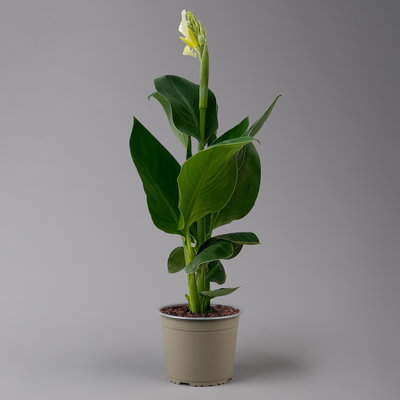 Canna 'Alaska', weiß, Topf-Ø 17 cm, 2 Pflanzen