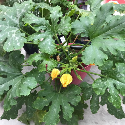 Blu Bio Zucchini 'Balkon-Zucchini', Topf-Ø 12 cm, 3er Set